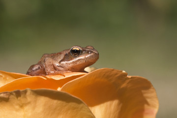 La grenouille et la rose