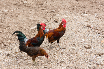 Three of chicken with their rooster in a countryside