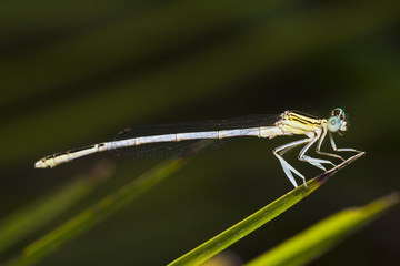 damselfly insect