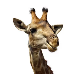 Papier Peint photo autocollant Girafe jolie girafe
