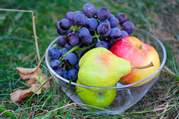 Autumn harvest