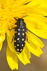 Beetle (Acmaeodera degener)