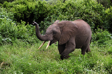 Jungelefant trompetet