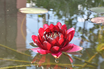 Red water lily - Powered by Adobe