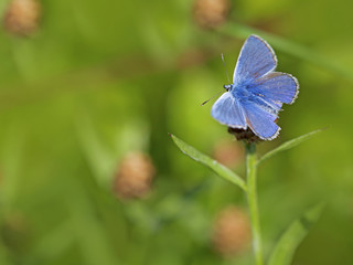 Obraz na płótnie Canvas Wspólne Błękitny motyl