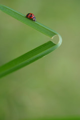 Ladybug