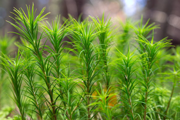 Leaf moss (polytrichum) macro closeup