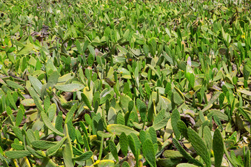 La Guatiza Nopal cactus chumbera garden field