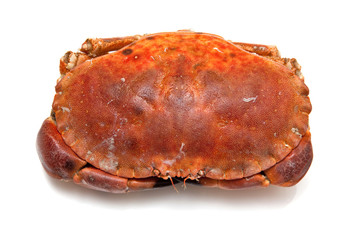 Edible brown crab isolated on a white studio background.