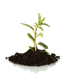 growing plant in land isolated on white background