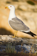 seagull bird