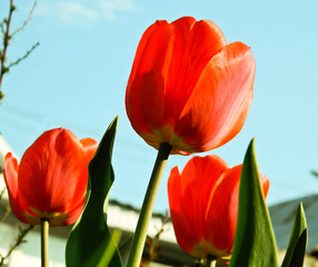 Тюльпаны