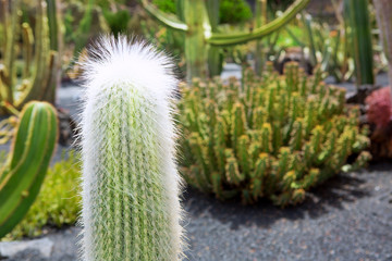 Lanzarote Guatiza cactus garden Cephalocereus Senella