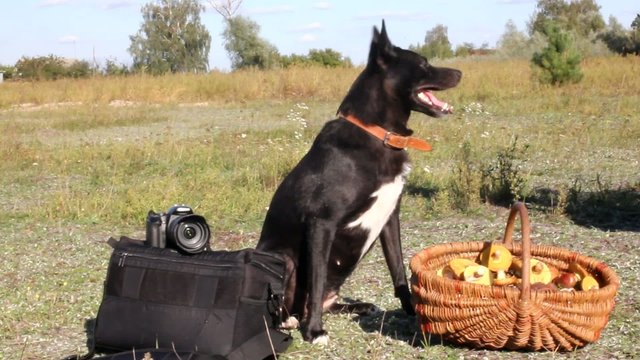 Dog photographer and mushroomer