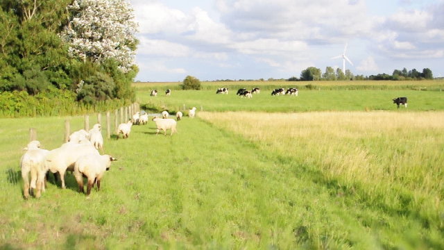 Schafe und K&uuml;he auf der Weide