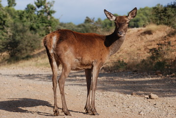 biche