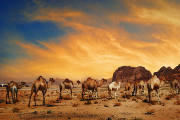 Camels in Wadi Rum - obrazy, fototapety, plakaty