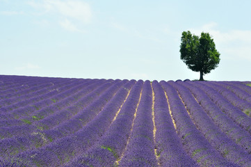 lavande et provence