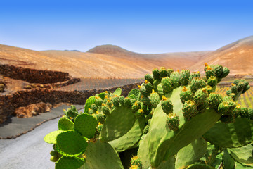 Cactus Nopal in Lanzarote Orzola with mountains