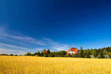 Summer landscape with wheat field