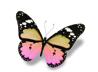 Green butterfly flying, isolated on white background