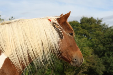 Obraz premium Cheval amérindien