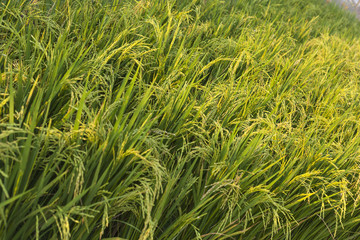 Fototapeta premium field rice background