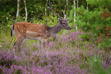 Deer