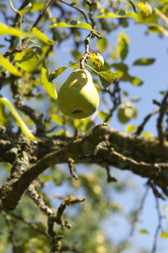 Bio Birne