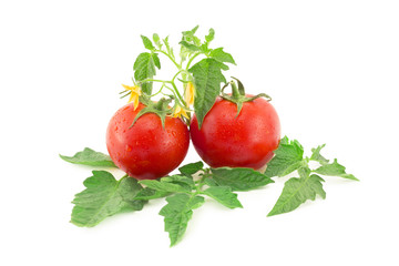 tomato