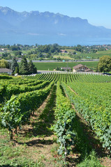 Fototapeta na wymiar Winnice w pobliżu Montreux, Szwajcaria