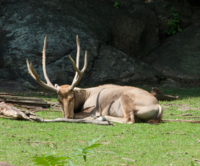 deer