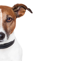 placeholder banner dog