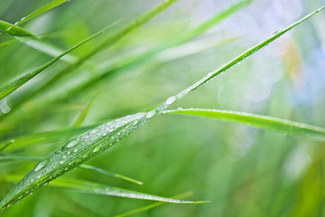 Green grass with dew drops