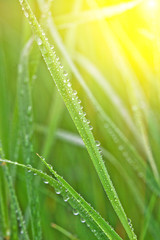 Green grass with dew drops