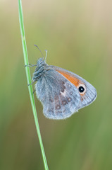 Coenonympha pamphilus