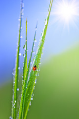 Green grass with dew drops and ladybird