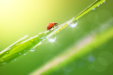 Green grass with dew drops and ladybird