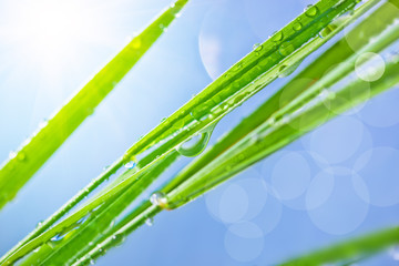 Obraz premium Green grass with dew drops