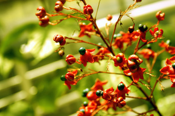 Obraz premium flower red with green background