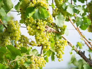 Fototapeta premium Weinanbau in Deutschland