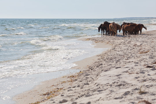 Wild horses on the beach