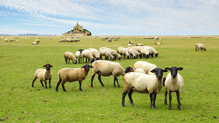 Fototapeta premium Mont Saint Michel.