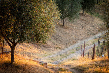 Fototapeta premium Tuscan country at sunrise
