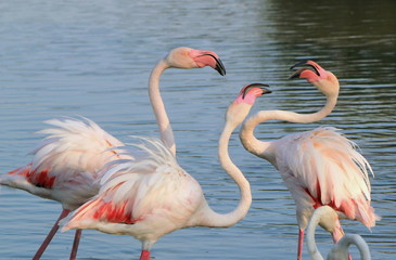 Flamingos fighing