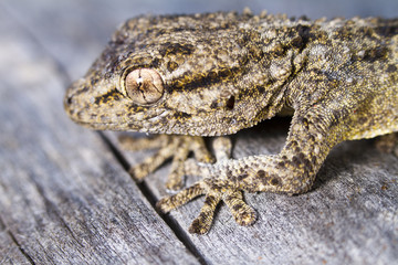 Moorish Gecko (Tarentola mauritanica)