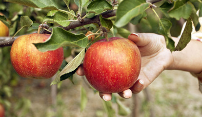 Harvesting of apples