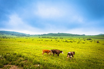 Cows grazing on a green summer meadow