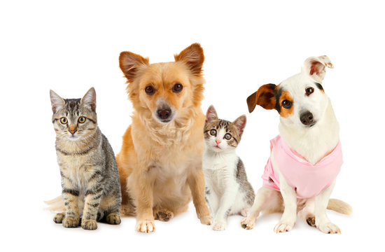 Fototapeta Pets