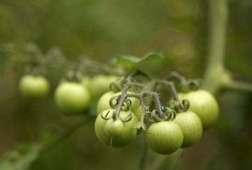 Green Tomatoes